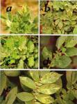 馬鈴薯病毒症狀（七）