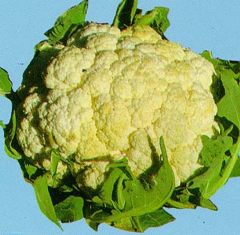 菜花.jpg (43535 bytes)