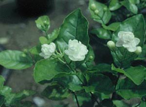 可治常見病的15種植物