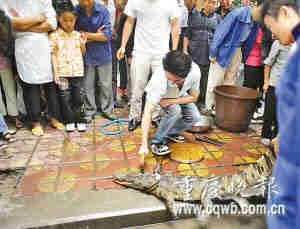 餐館幼兒園旁當街殘殺鱷魚