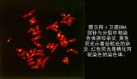 核酸分子雜交